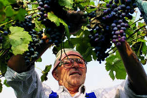Pas de montagnes de sucre et de lacs de vin selon les défenseurs des quotas